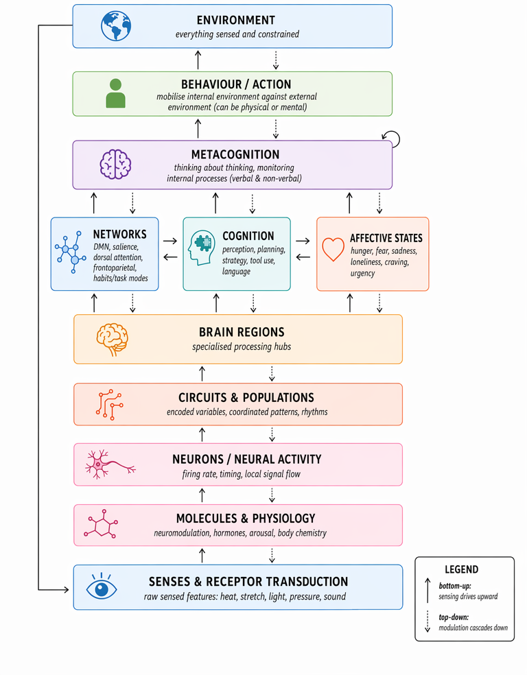 A vertical stack from senses up to environment, with bottom-up and top-down flows